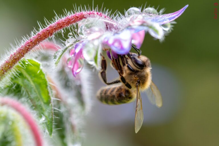 Les fleurs préférées de Didou