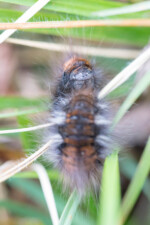 Elle s'est mise en boule...