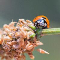 La coccinelle du jour - ses yeux ne sont pas nets - photo ratée, dit-on -, mais j'aime bien croiser une coccinelle au matin, c'est un bon signe.