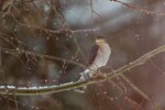 Épervier: photographié à travers une vitre.