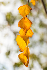 Branche de bouleau avec feuilles jaunes en automne