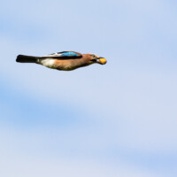 Je l'ai vu le plus souvent transportant des noix...