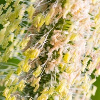 Etamines et pistils...