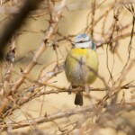 Au soleil couchant, douceur de quelques degrés avant la nuit.