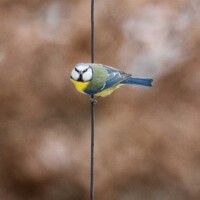 Au bout du fil, une boule à graines...