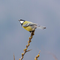 ... les contrastes de leur plumage...