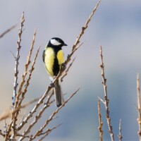J'aime d'elles leur familiarité, leurs chants si variés...