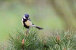 Mésange charbonnière