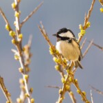 Au soleil couchant, doré, comme un air pensif.