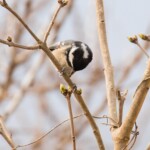 On la reconnaît à coup sûr à la bande blanche à l'arrière de son crâne.