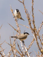 Dans mon jardin, elles passent toujours par deux.