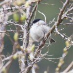 Plumes gonflées contre le froid.