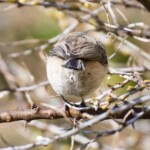 ... et cul de nonnette ;-)