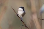 Mésange nonnette - ou boréale; elles sont difficiles à distinguer
