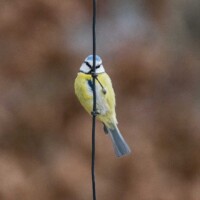 ... les mésanges se posent un bref instant sur le fil...