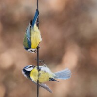 Ici, elles se chamaillent: "C'est moi qui y vais!" - "Non, elles sont à moi!"