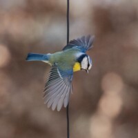 Et hop, départ pour les graines.