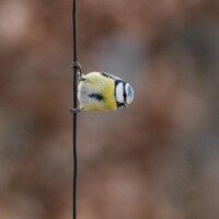 ... avant d'aller chercher une graine, de tournesol de préférence.