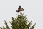 ... mais les milans noirs nichent trois sapins plus loin