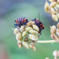 Pentatomes rayés, Graphosoma lineatum (italicum),