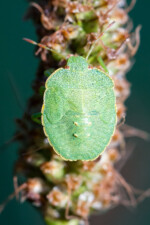 Vert émeraude ça claque!