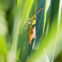 Toutes les autres ont fui, elle est restée à me regarder, curieuse, le temps d'un ou deux clichés. Pause verte