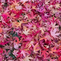 Les rouges, les pourpres...