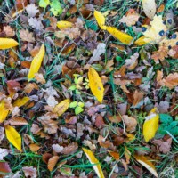 Si j’osais… je pourrais pousser les contrastes en post-traitement de la photo. Ça éclaterait à l’écran!