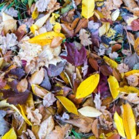 Toutes les couleurs peuvent se retrouver sur quelques centimètre carrés.