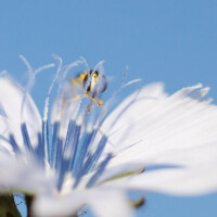 Un syrphidae timide, derrière les pistils d'une fleur de chicorée