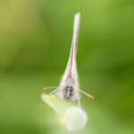 Un Azuré au regard franc et direct.