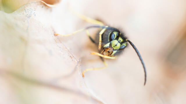 ... re-léchage de patte...