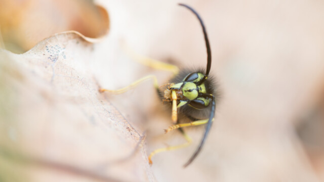 ... léchage de patte...