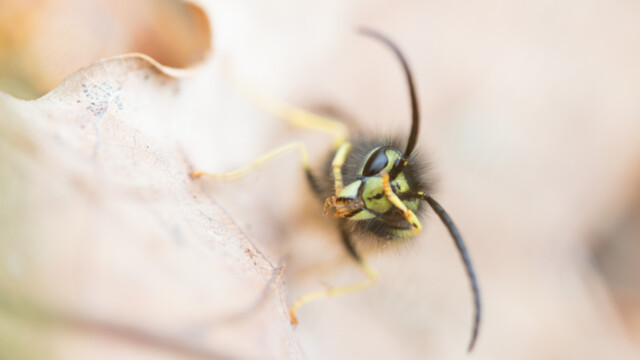 ... encore un coup sur le museau...