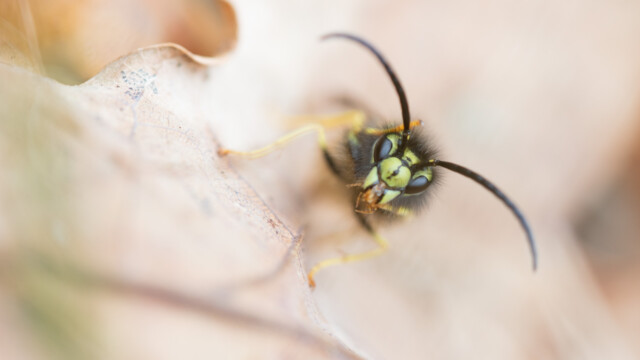 ... un passage sur la tête... Vous saviez que les guêpes sont poilues?