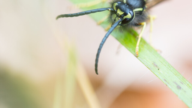 ... rétablissement sur le brin d'herbe...