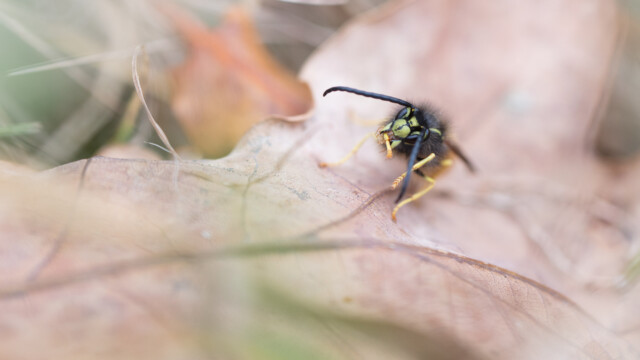 ... elle s'est laissée tomber sur la feuille en dessous. Elle se lèche une patte...