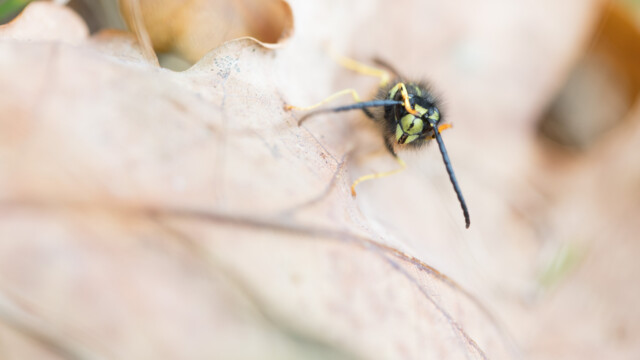 ... la passe sur une antenne...