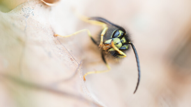 ... un petit coup sur le museau...