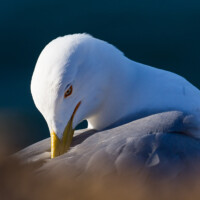 Le soleil se levait à peine. Un bruit d'ailes: il s'est posé à côté de moi... pour se gratter.