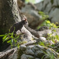 ... toujours aux aguets: l'ours arrive-t-il?