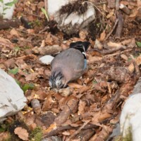 ... ils ont fouillé partout...