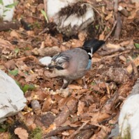 ... dénichant les petites réserves de maïs...