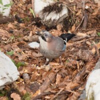 ... et un grain, un!