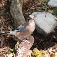 Les geais ont été très présents...