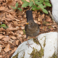 ... la merlette était plus méfiante...