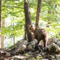"tu crois qu'il sait qu'on est là?" - "Pchhhhhhhhht!"