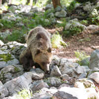 Il sent qu'il y a à manger... Tout en odorat, l'ours!