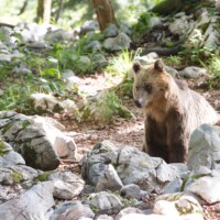 Comme un gros nounours...