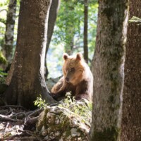 Se coucher pour manger, avec le soleil de fin d'après-midi pour se réchauffer avant la nuit: on pourrait croire à une mise en scène ;-)